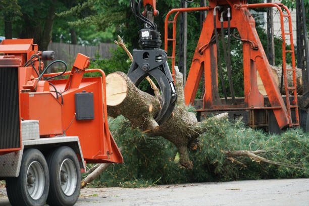 How Our Tree Care Process Works  in Daisetta, TX